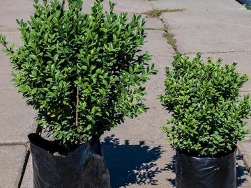 Судили волинянку, яка крала самшит на кладовищі