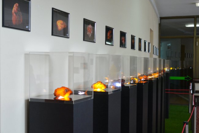 У Волиньраді – виставка бурштину, який згодом планують продати на аукціоні 