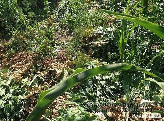Волиняни масово вирощують снодійний мак. ФОТО