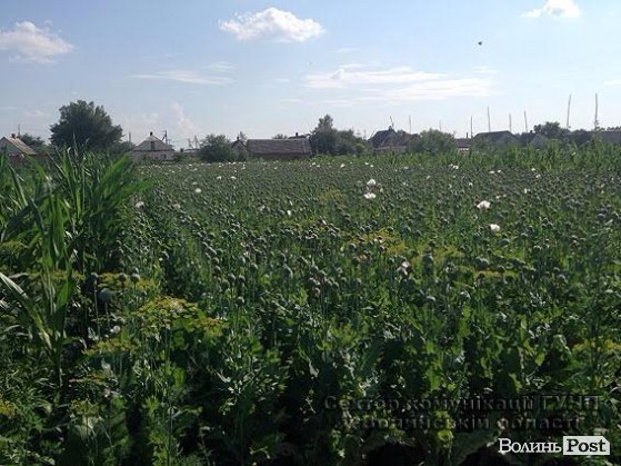 Волиняни масово вирощують снодійний мак. ФОТО