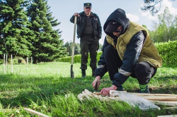 На Волині військові висадили липову алею. ФОТО