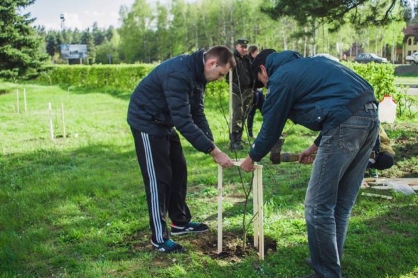 На Волині військові висадили липову алею. ФОТО