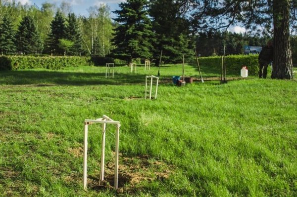 На Волині військові висадили липову алею. ФОТО