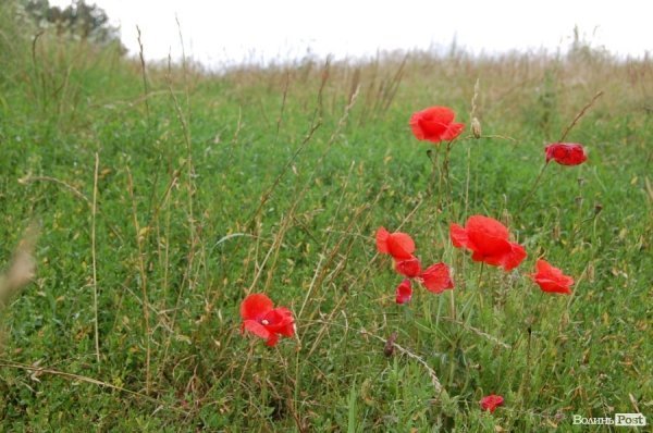 Чиновники перевірили якість життя на селі під Луцьком. ФОТО
