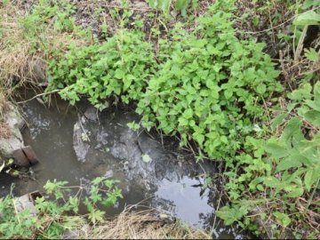 Проблема смороду: нечистоти з сіл під Луцьком вивозять просто в поле 