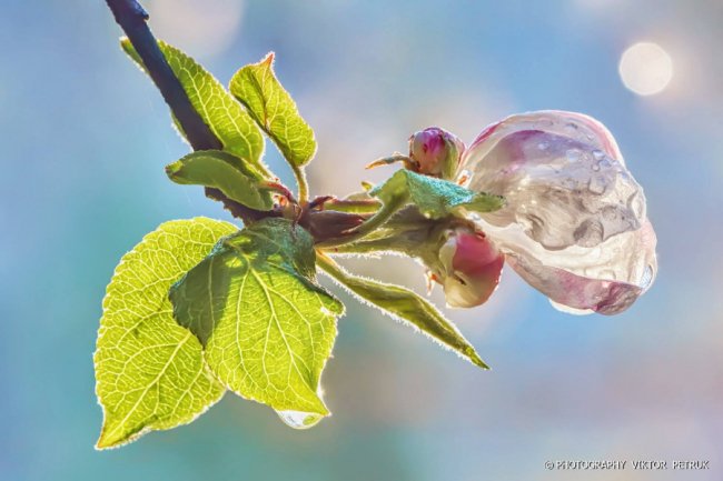 Луцький фотограф показав чарівні фото яблуневого цвіту