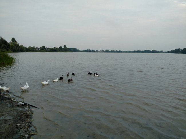 Мертві коти та купи порожніх пляшок: волинянина вразила «чистота» на озері Лука. ФОТО