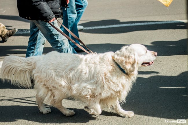 У Луцьку ходою і молитвами вшанували мужність та героїзм добровольців. ФОТО