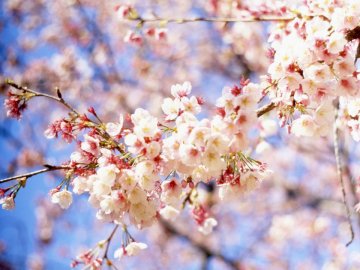 Погода в Луцьку та Волинській області на завтра, 25 квітня