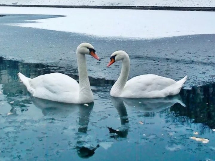 «Не годуйте птахів хлібом»: у Баєві біля Луцька загинули лебеді. ВІДЕО