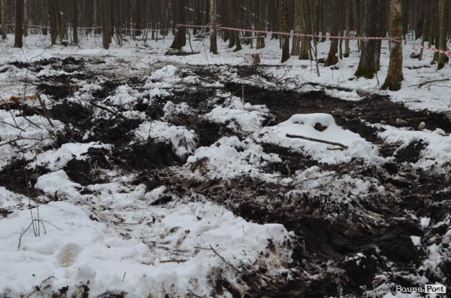 Жнива у зимовому лісі: як на Волині заготовляють деревину. ФОТО