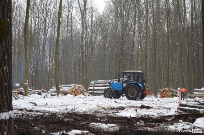 Жнива у зимовому лісі: як на Волині заготовляють деревину. ФОТО