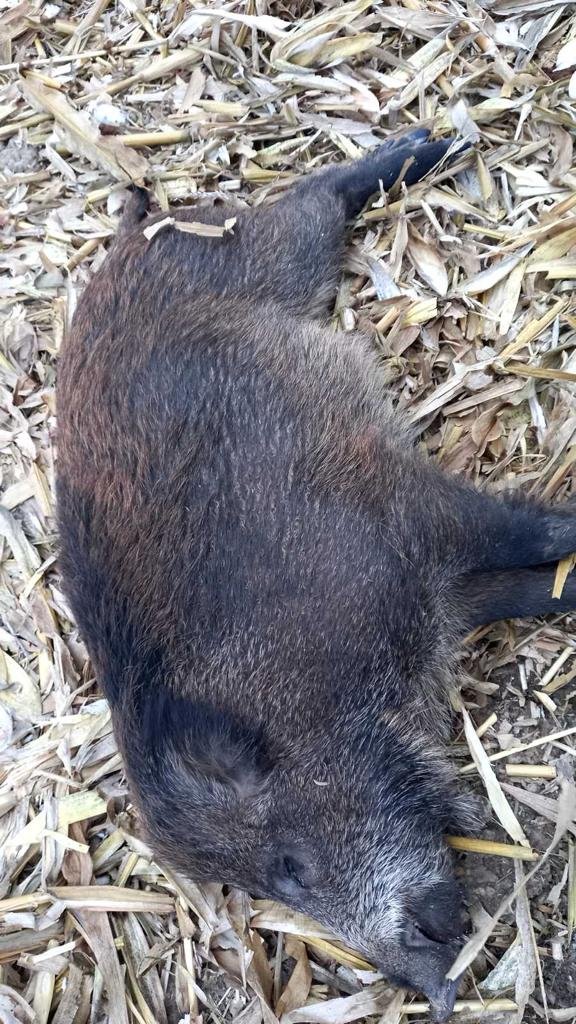 На Волині браконьєри вбили 3 диких кабанів. ФОТО