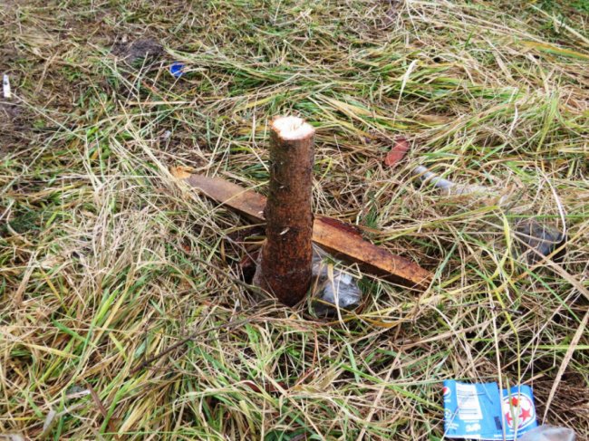 На Волині вандали порубали ялинки, які нещодавно висадили