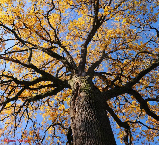 Неймовірні дуби у селі під Луцьком стали зірками фотосесії митця