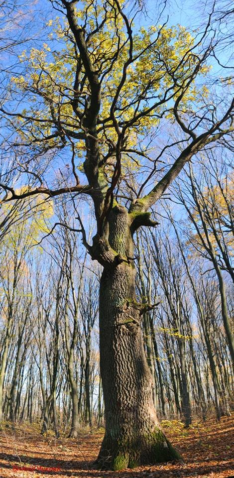 Неймовірні дуби у селі під Луцьком стали зірками фотосесії митця