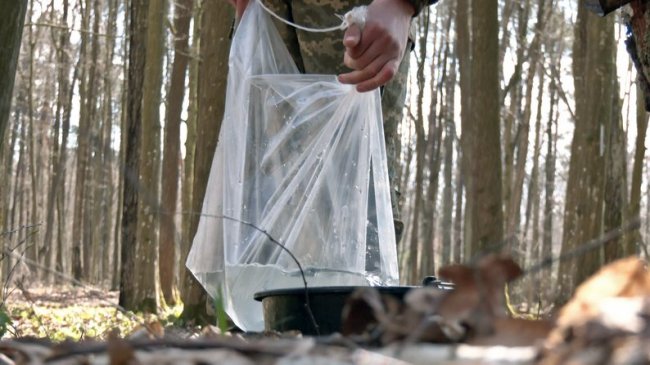 На Волині триває сезон заготівлі березового соку