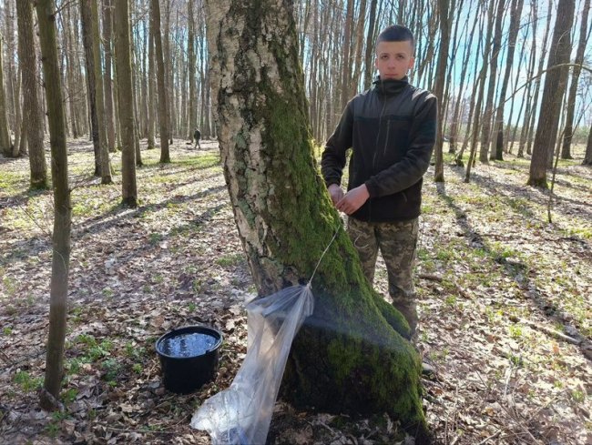 На Волині триває сезон заготівлі березового соку