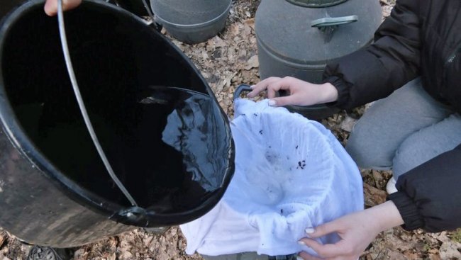 На Волині триває сезон заготівлі березового соку