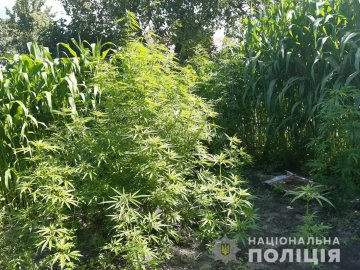 Викрили двох волинян, які вирощували коноплі. ФОТО