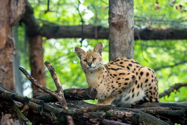 Рівненський звіринець на світлинах волинського фотографа. ФОТО