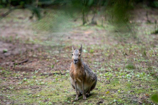 Рівненський звіринець на світлинах волинського фотографа. ФОТО