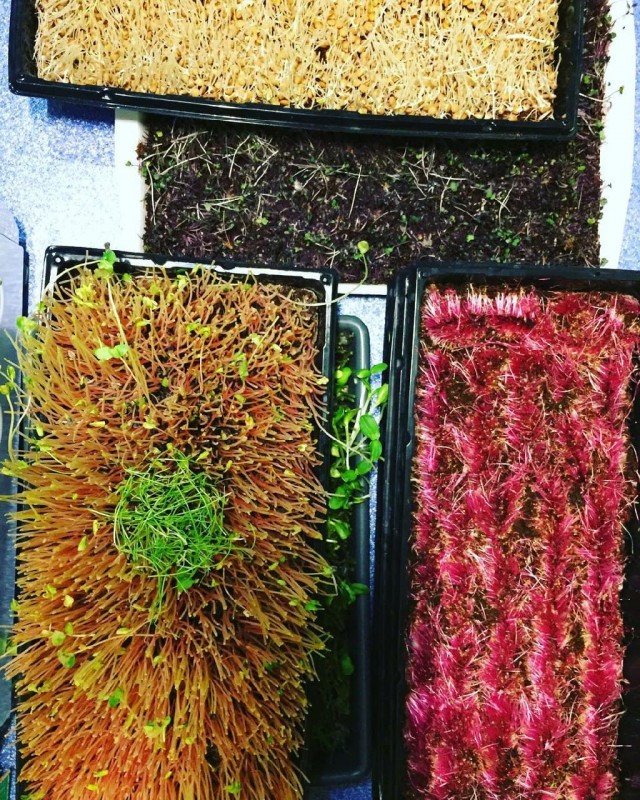 Лучанка розповіла, як вирощує у власній квартирі мікрозелень. ФОТО