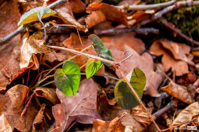 Перший день весни у «волинській Швейцарії». ФОТОРЕПОРТАЖ