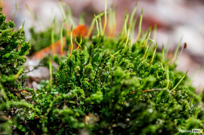 Перший день весни у «волинській Швейцарії». ФОТОРЕПОРТАЖ