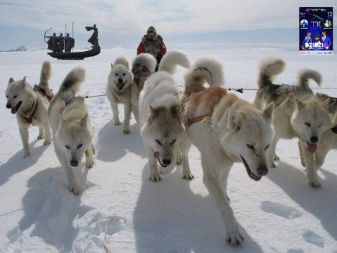 Апокаліптичний Київ і білі ведмеді: інтернет далі «смалить». Підбірка приколів №4