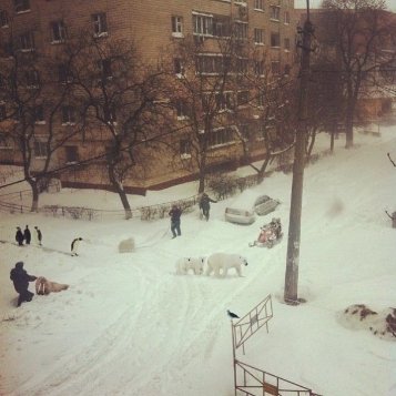 Апокаліптичний Київ і білі ведмеді: інтернет далі «смалить». Підбірка приколів №4