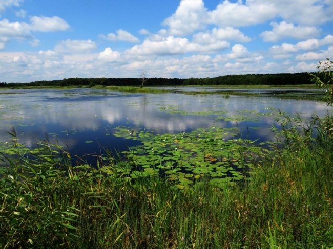Черепахи, лебеді, лелеки: краса Цуманської пущі. ФОТО