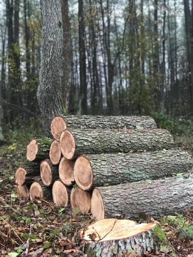 У нацпарку на Волині зрізали понад пів тисячі дерев. ФОТО