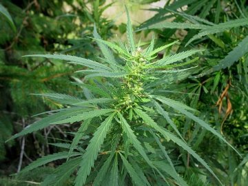 У Красноармійську ліквідували дві плантації марихуани  