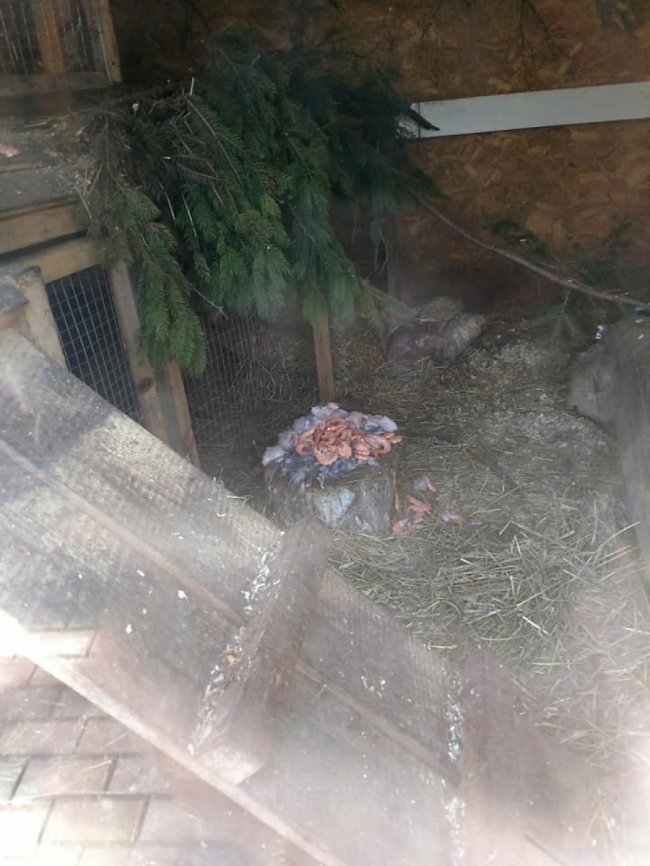 У Луцькому зоопарку тварин годують величезними креветками. ФОТО