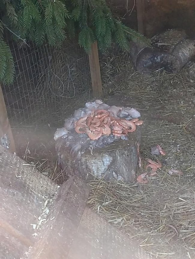 У Луцькому зоопарку тварин годують величезними креветками. ФОТО