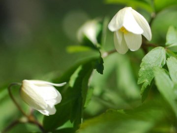 Трепетна ніжність весняного лісу: дивовижні світлини волинського фотографа
