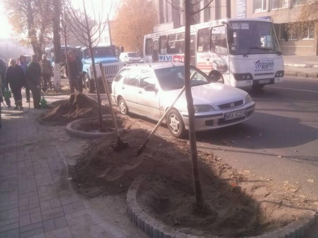 У центрі Луцька висаджують канадські липи. ФОТО