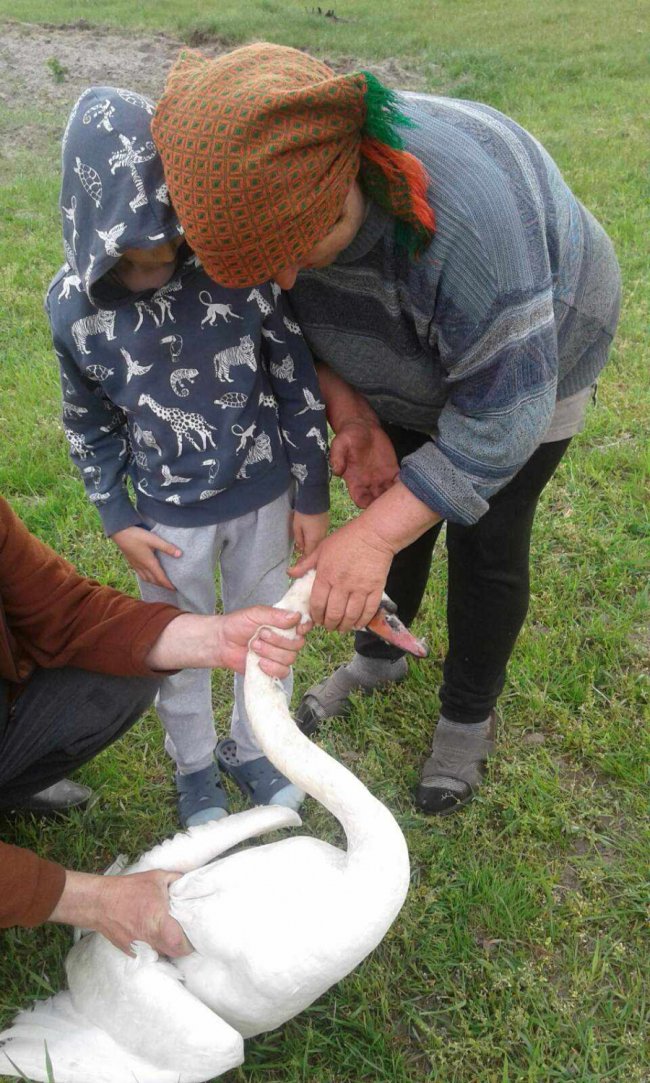 На Волині небайдужі допомогли врятувати лебедя. ВІДЕО