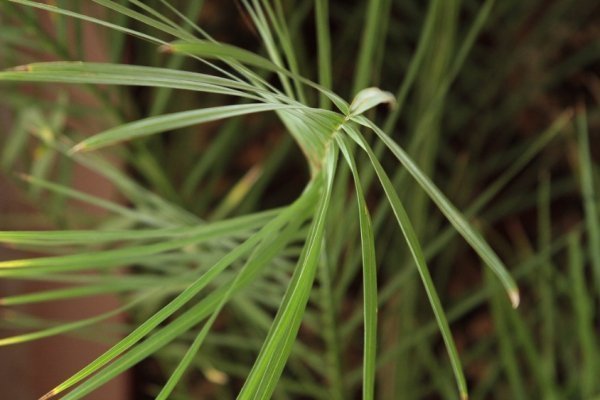 Фотовиставка Олександра Пизи