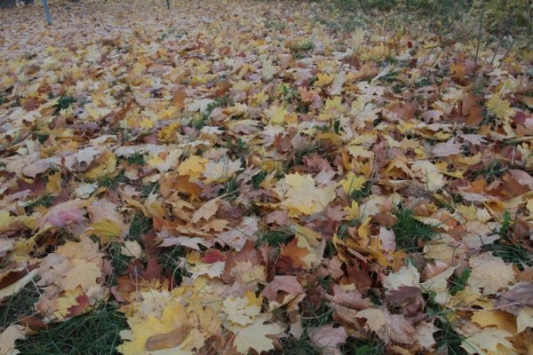 Фотовиставка Олександра Пизи