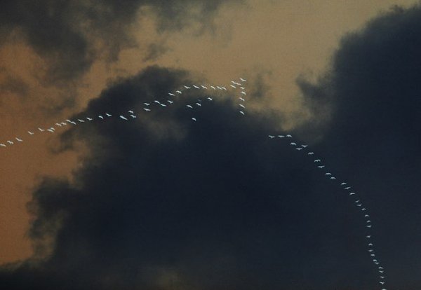  Автор - Микола Торяник