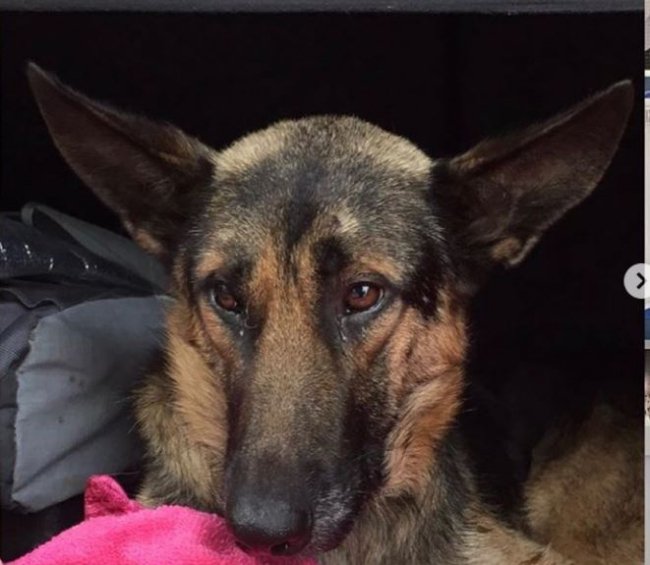 Небайдужі волиняни врятували пса, якого невідомі після наїзду залишили на дорозі. ФОТО