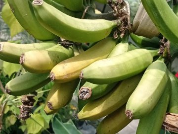 На Волині виростили банани