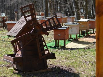 У лісах Волині – майже 2 тисячі вуликів. ФОТО