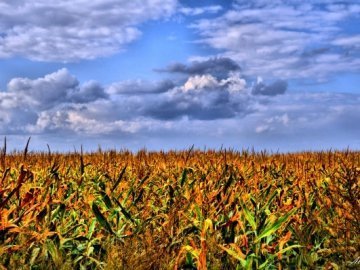 Лучанин «підчистив» чуже кукурудзяне поле