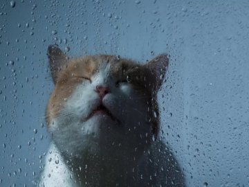 Погода у Луцьку на завтра, 21 лютого