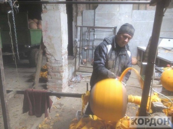 Важкі гроші: як волиняни заробляють 700 гривень за день на гарбузах