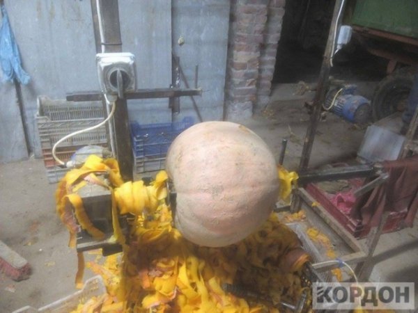 Важкі гроші: як волиняни заробляють 700 гривень за день на гарбузах