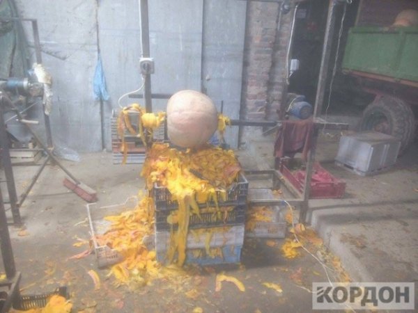 Важкі гроші: як волиняни заробляють 700 гривень за день на гарбузах